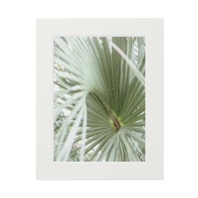 Curved Palm - Fine Art Prints