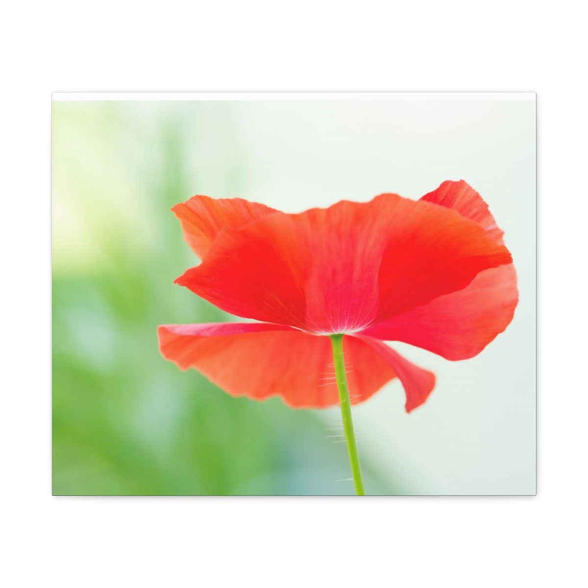 Poppy flower Gallery Wraps product thumbnail image