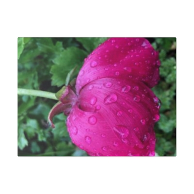 Pink Flower-Matte Canvas