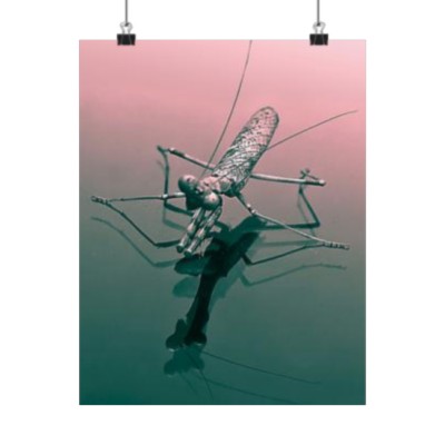 Mantis Premium Matte Vertical Posters