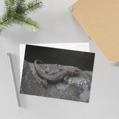 Lizard on a Rock Fine Art Postcards