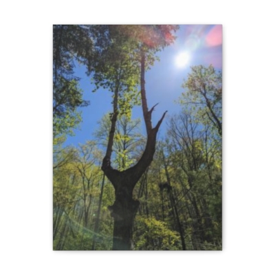 Elkmont Nature Trail Tree GSMNP Canvas Gallery Wraps