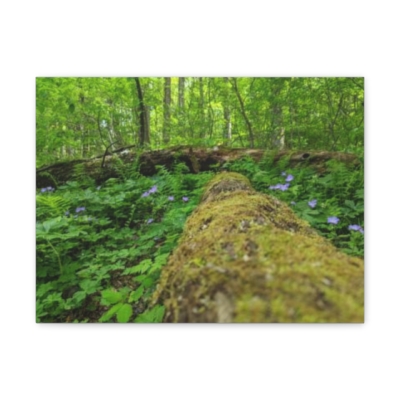 Twin Creeks Nature Trail GSMNP Canvas Gallery Wraps
